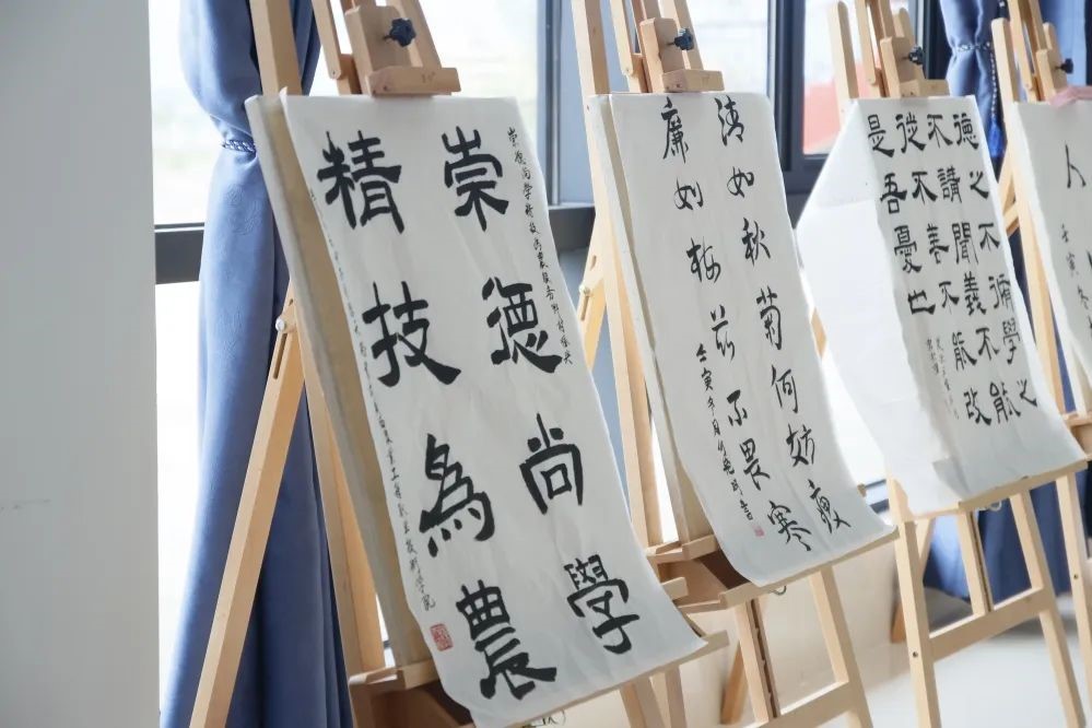 球速体育直播