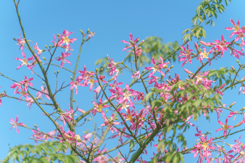 球速体育APP下载